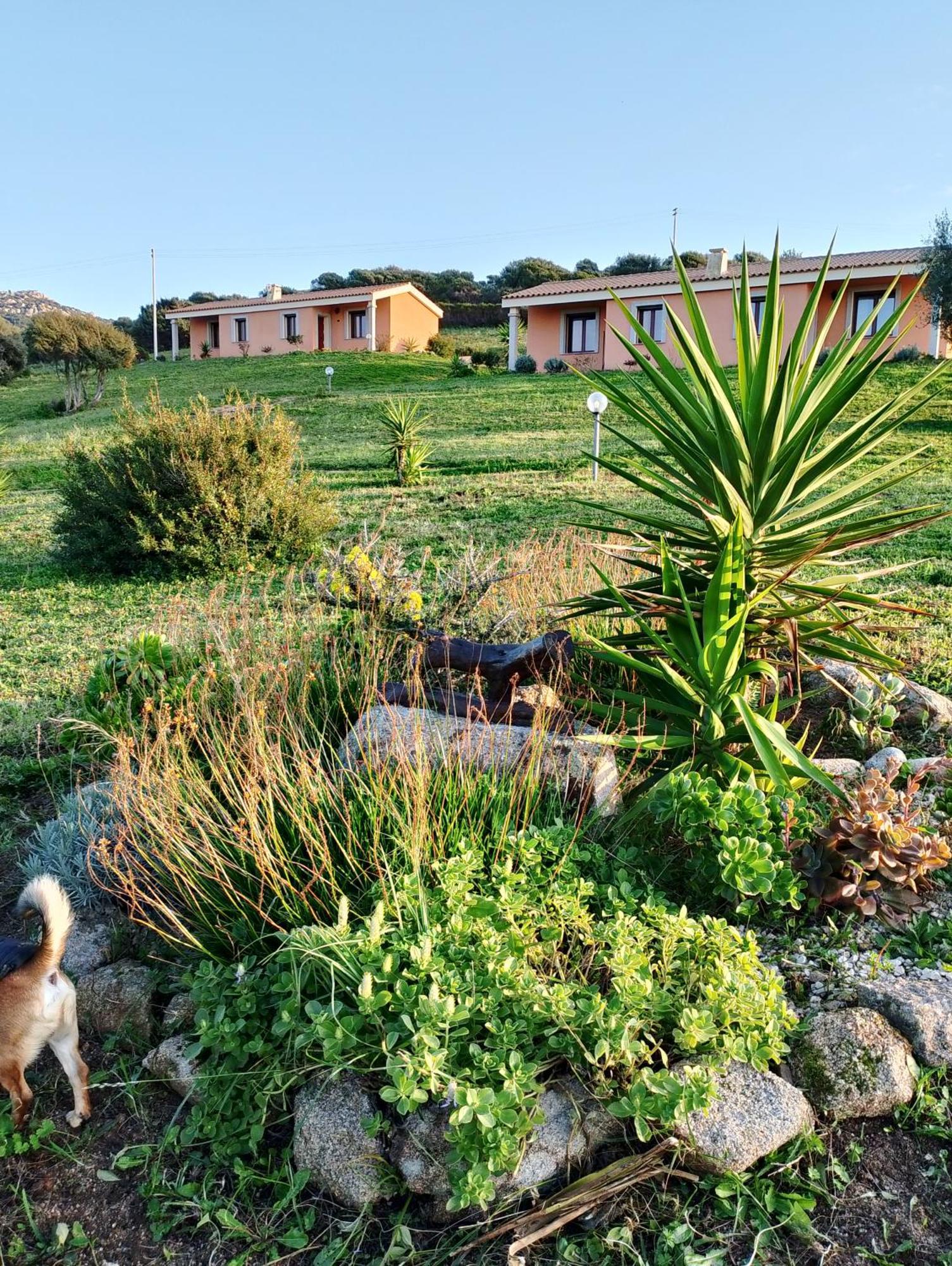 Gli Olivastri: Mediterranean Oasis with Pool and Sea View Aglientu Exterior photo