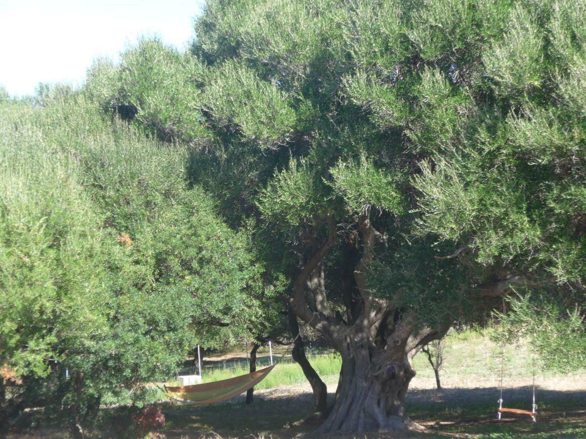 Gli Olivastri: Mediterranean Oasis with Pool and Sea View Aglientu Exterior photo